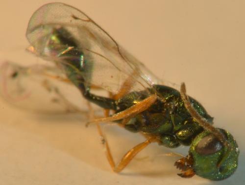 Réf. 274 851 : Sphegigaster pallicornis